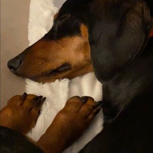 Meet your Posher, Dawn